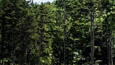 Piscina, lavori al via questa estate «Nuova vasca e rilancio del verde»