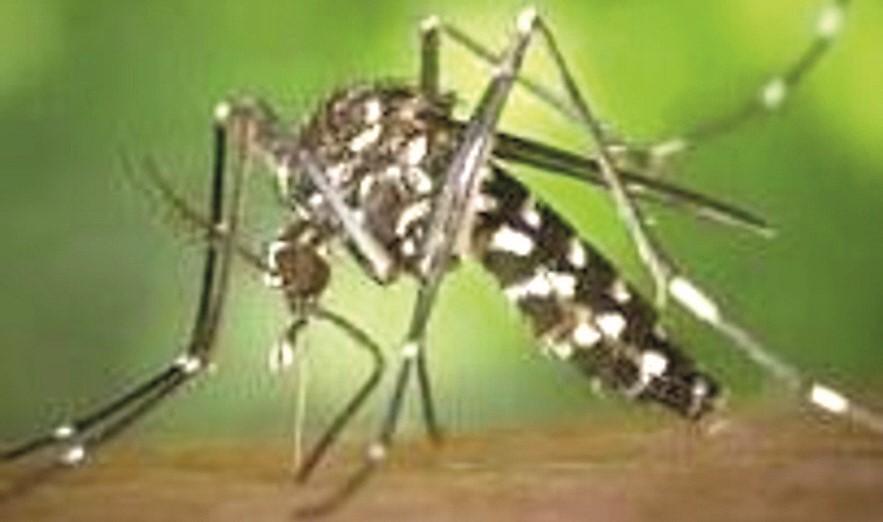 Zanzare, scatta il piano prevenzione. L’Ausl: «Evitate i ristagni d’acqua»
