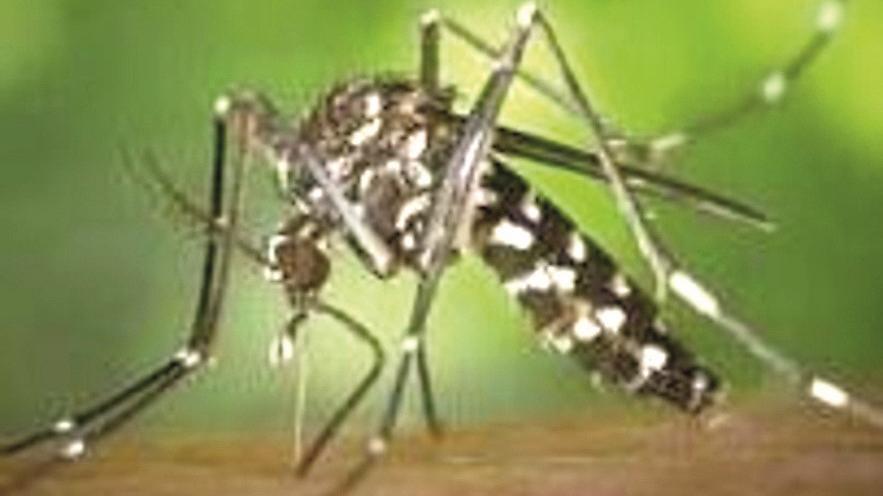 Zanzare, scatta il piano prevenzione. L’Ausl: «Evitate i ristagni d’acqua»