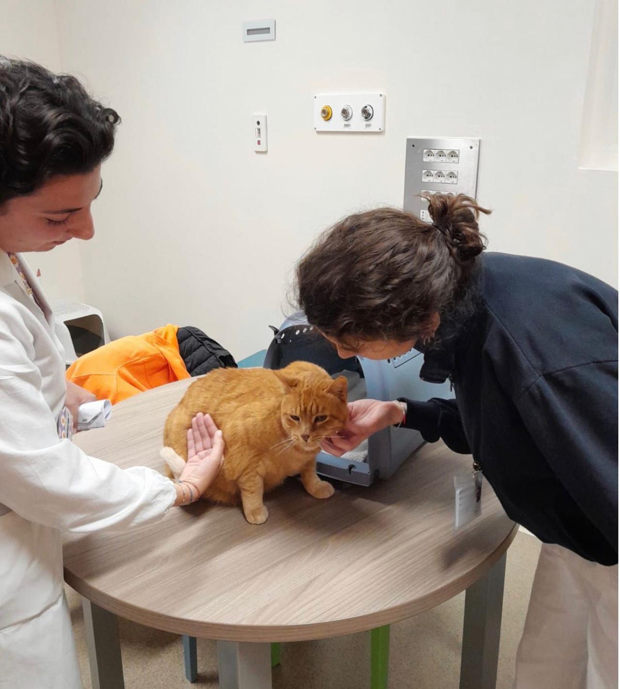 Firenze, il gatto Pitagora coccola i piccoli pazienti dell’ospedale Meyer