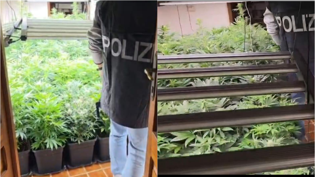 In casa una serra con 120 piante di cannabis: arrestata una donna – I dettagli dell’operazione