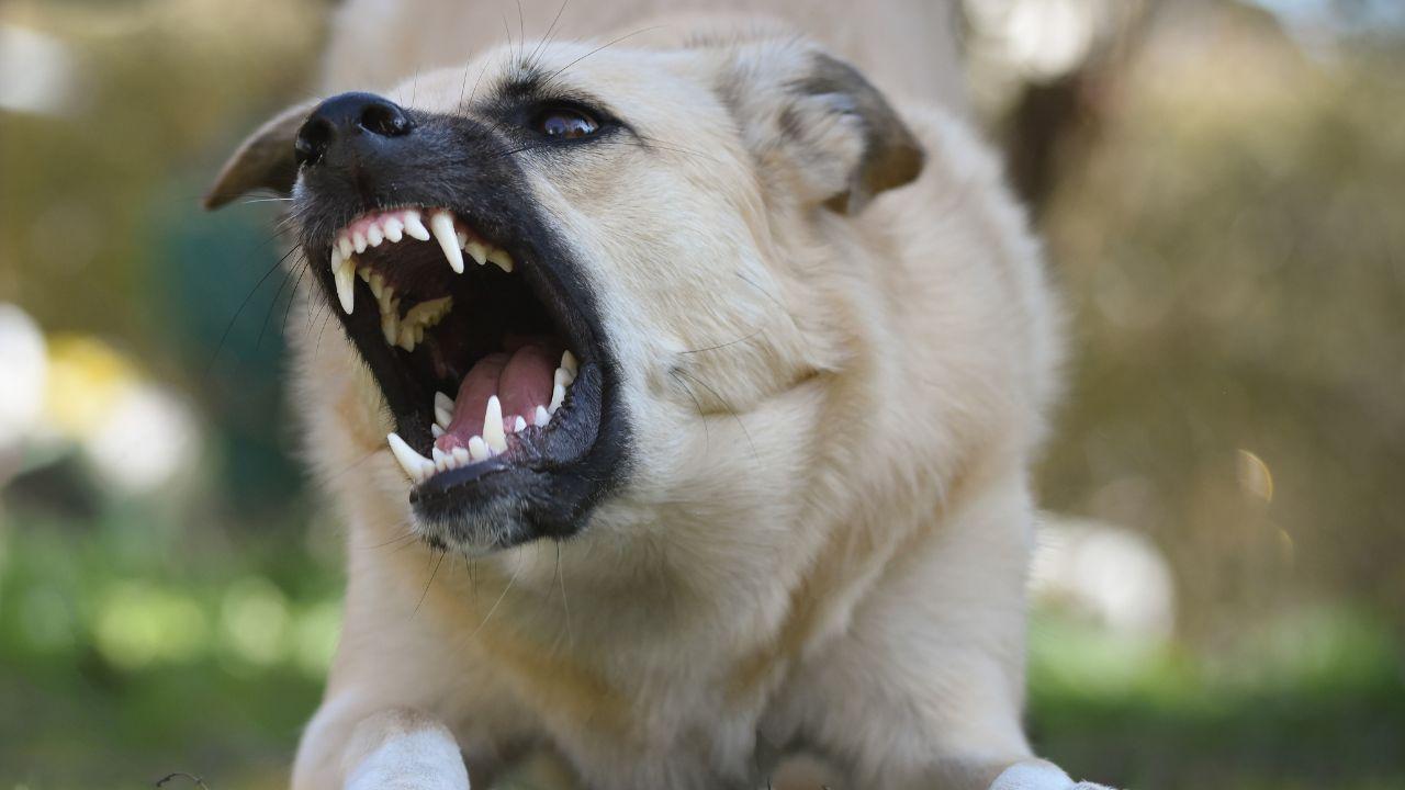 Il bambino è stato morso alla gamba da un cane (foto di repertorio)