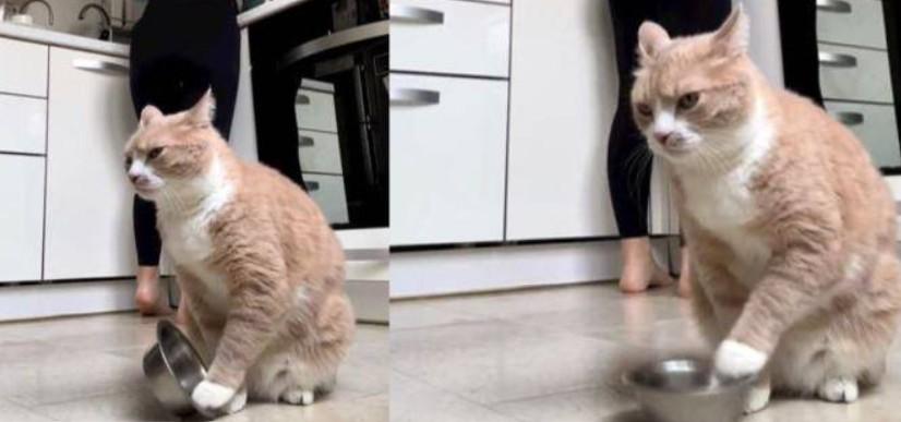 Gatti, cibo, noia e ciotola lasciata sempre a metà: ecco perché smettono di mangiare e vanno a dormire