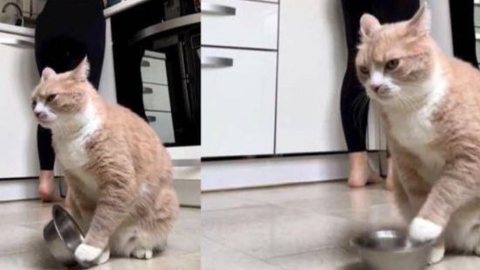Gatti, cibo, noia e ciotola lasciata sempre a metà: ecco perché smettono di mangiare e vanno a dormire