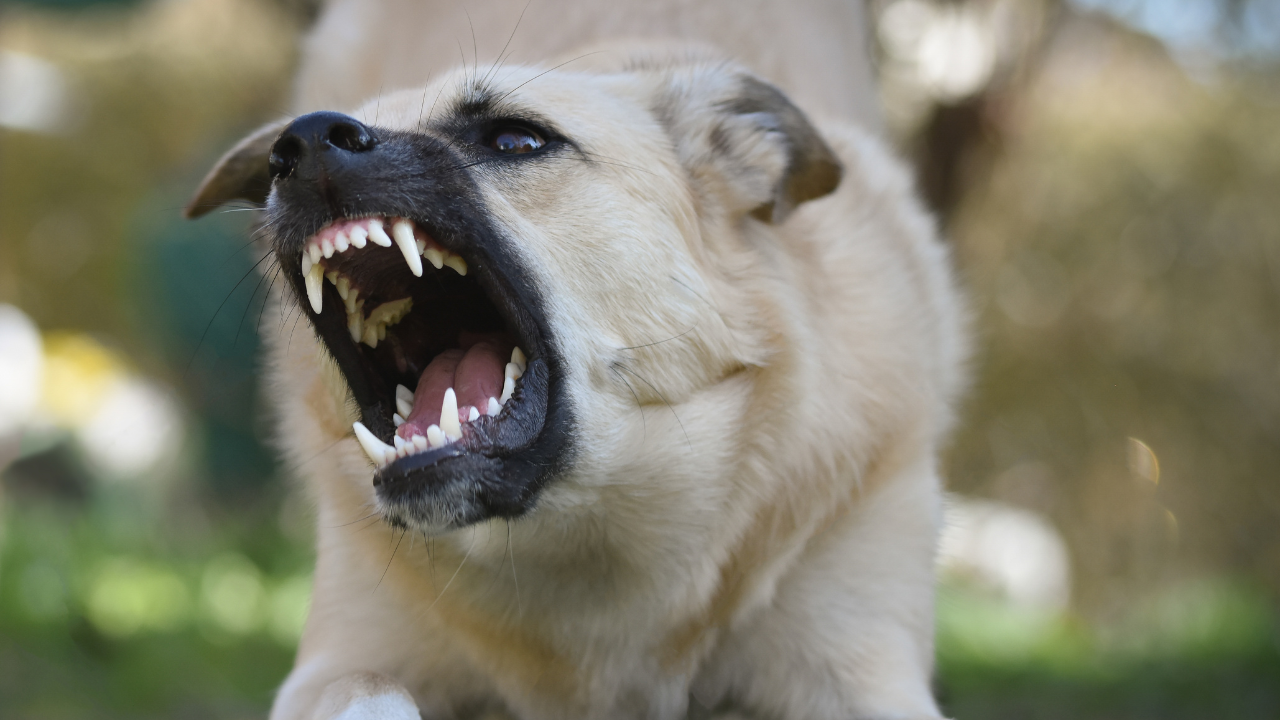 Pontremoli, donna aggredita da un branco di cani: finisce in ospedale dopo le urla disperate
