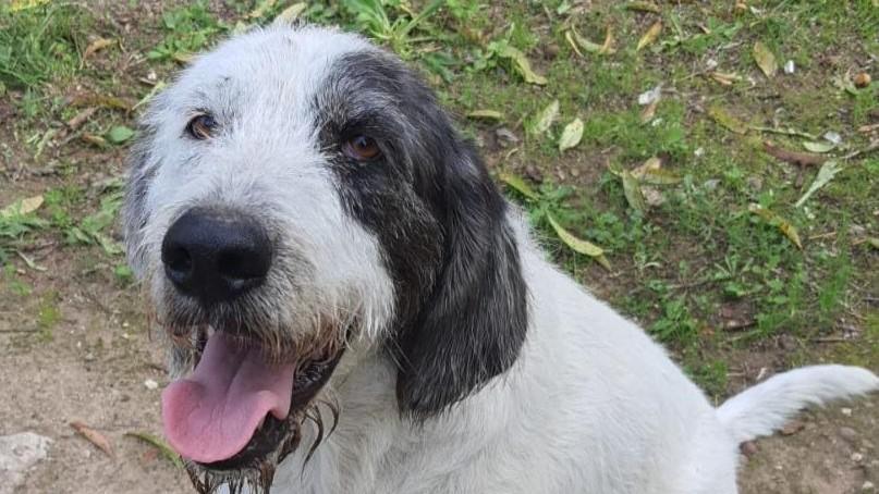 Choc a Sassari: «Il nostro Ciop sbranato da tre pitbull in giardino»