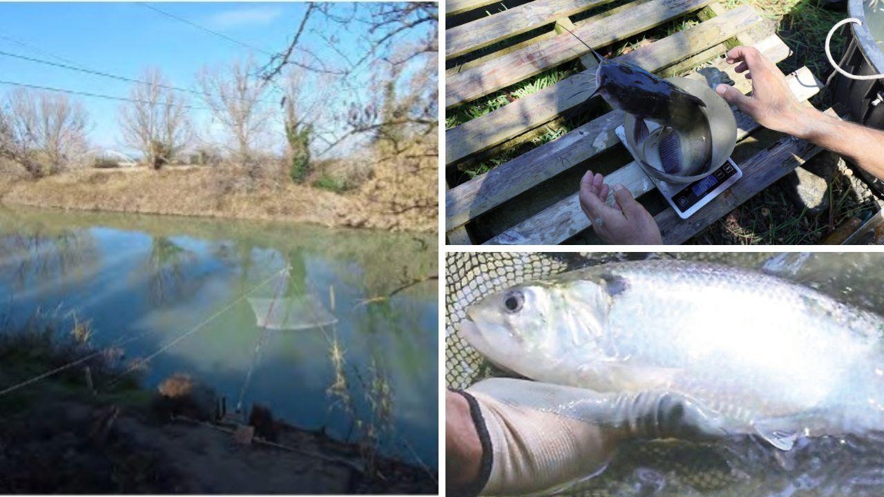 A sx il fiume Ombrone, a dx dall'alto un pesce gatto da un chilo pescato nell'Ombrone e un altro esemplare