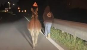 Un asino e una mucca a spasso per la via Emilia: «Erano quasi arrivati in tangenziale. Il ciuco ritrovato al centro scommesse»