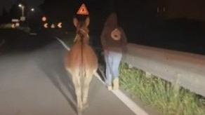 Un asino e una mucca a spasso per la via Emilia: «Erano quasi arrivati in tangenziale. Il ciuco ritrovato al centro scommesse»