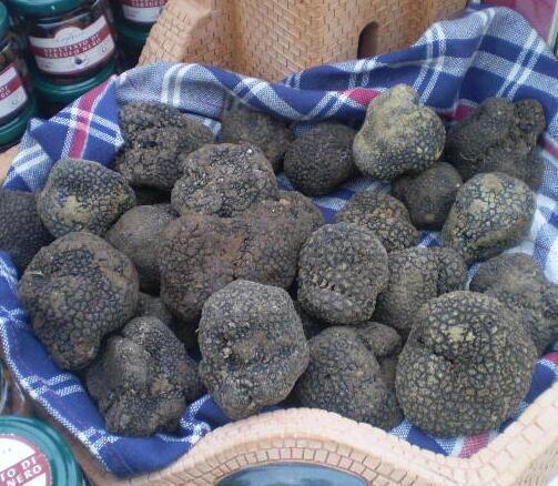 
	Tartufo nero in mostra a un evento enogastronomico (archivio)

