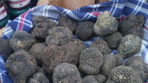 Tartufo nero in mostra a un evento enogastronomico (archivio)
