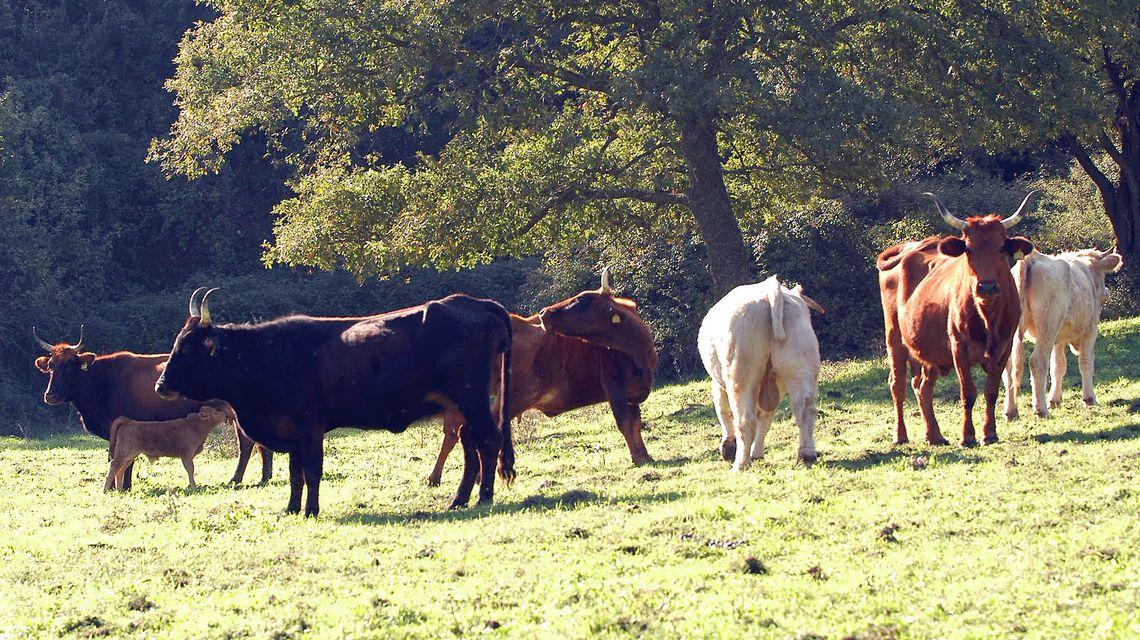 Dermatite nodulare bovina, in Sardegna 300mila dosi di vaccino – Ecco da quando e quali sono le aziende coinvolte