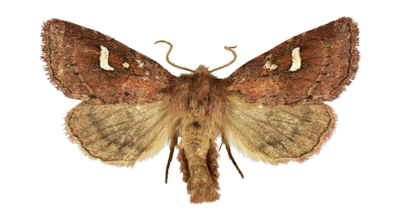 Falene, scoperta una nuova specie che ha incantato i ricercatori: il nome è dedicato a Papa Leone