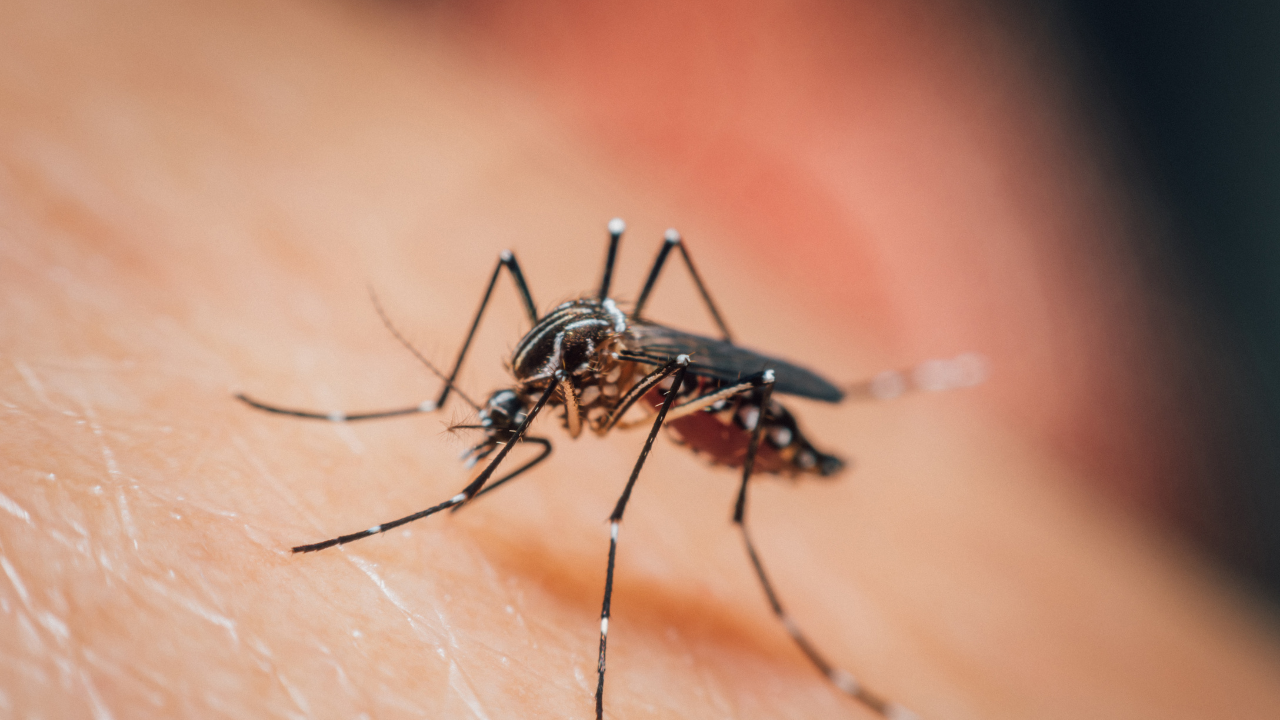 Livorno, caso di virus Chikungunya (zanzara tigre): donna ricoverata – Date e luoghi della disinfestazione