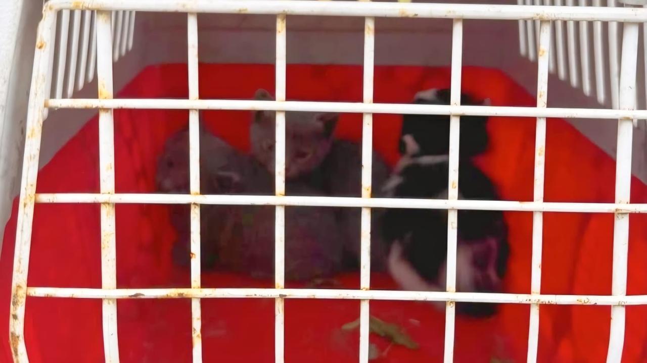 Quattro gattini intrappolati in un capannone: salvati dai vigili del fuoco