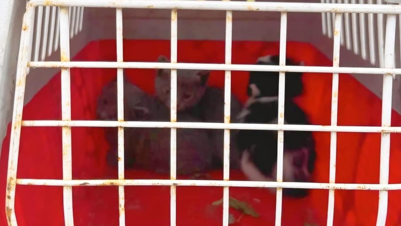 Quattro gattini intrappolati in un capannone: salvati dai vigili del fuoco