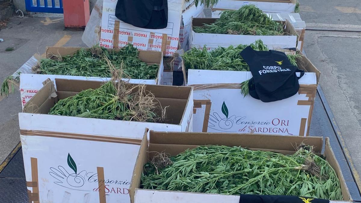 Maxi piantagione di cannabis in Gallura: altri quattro arresti – I nomi