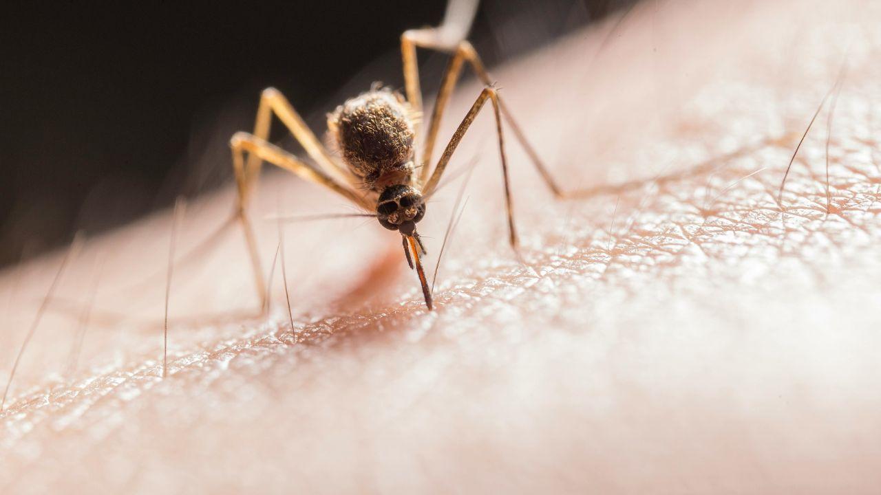 Caso sospetto di virus Chikungunya a Livorno, l’Asl: «Nessuna infezione, disinfestazione annullata»