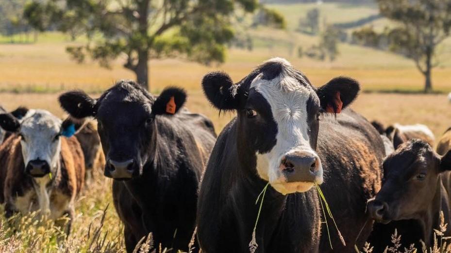 Dermatite bovina, via libera alla movimentazione del bestiame