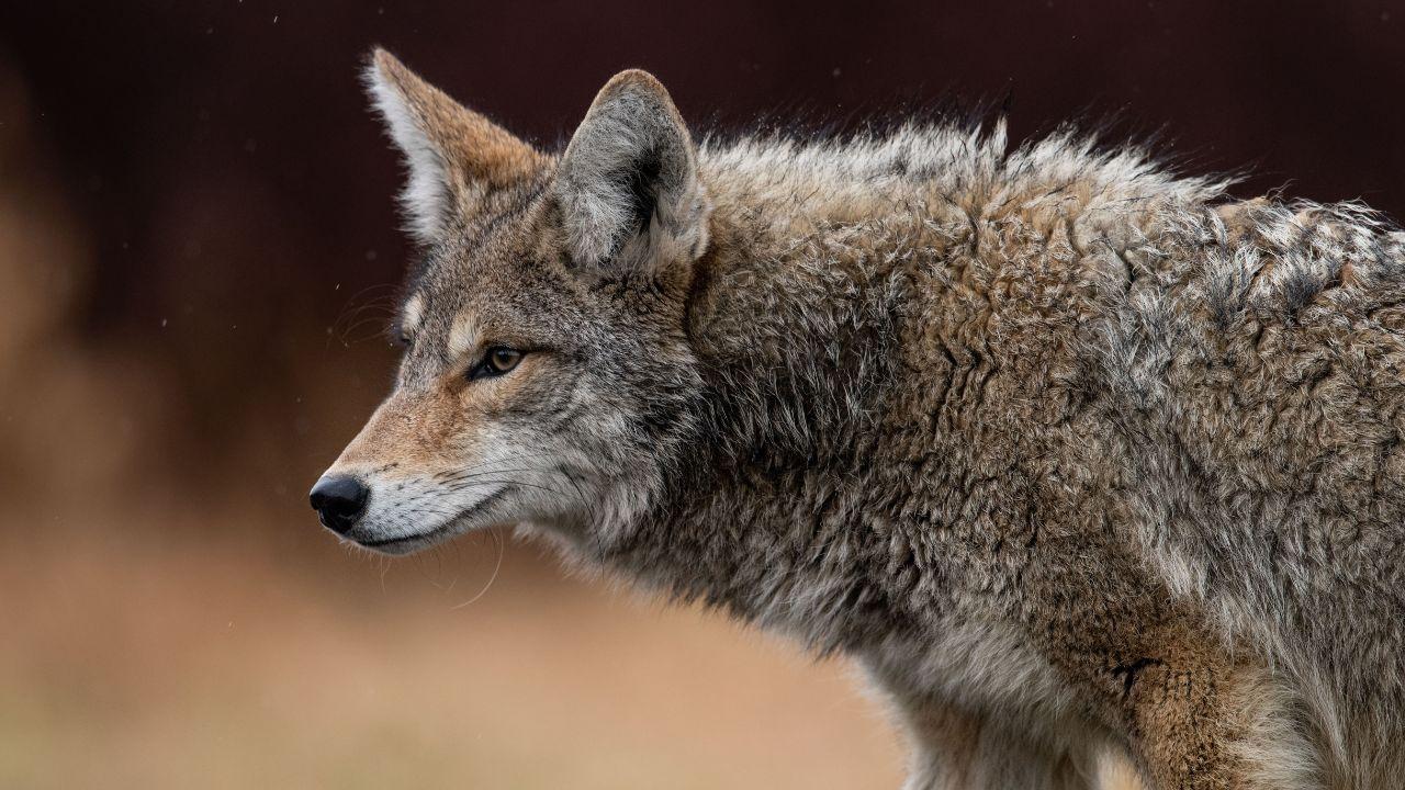 Cane aggredito e portato via da un lupo a Sofignano: il Comune invita alla prudenza