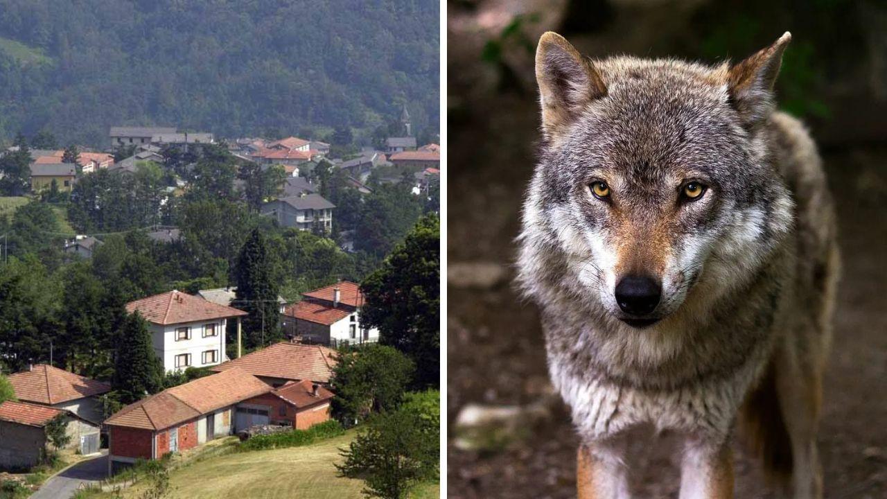 Una veduta del paese e un lupo (foto di repertorio)
