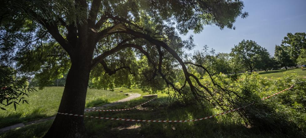 Notte di paura al parco Amendola di Modena. Crolla un pioppo vicino alle case