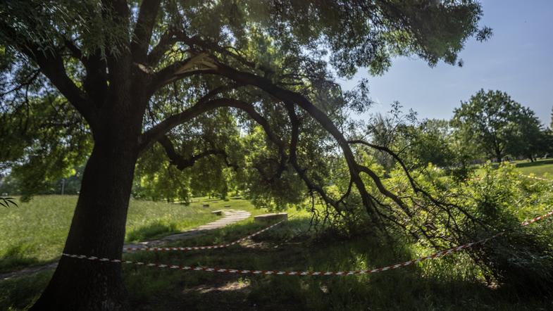 Notte di paura al parco Amendola di Modena. Crolla un pioppo vicino alle case