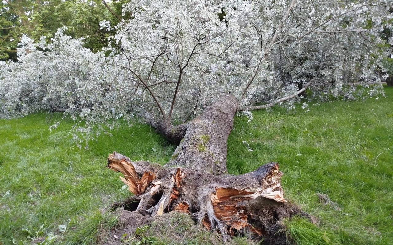
	Il pioppo caduto al parco Amendola

