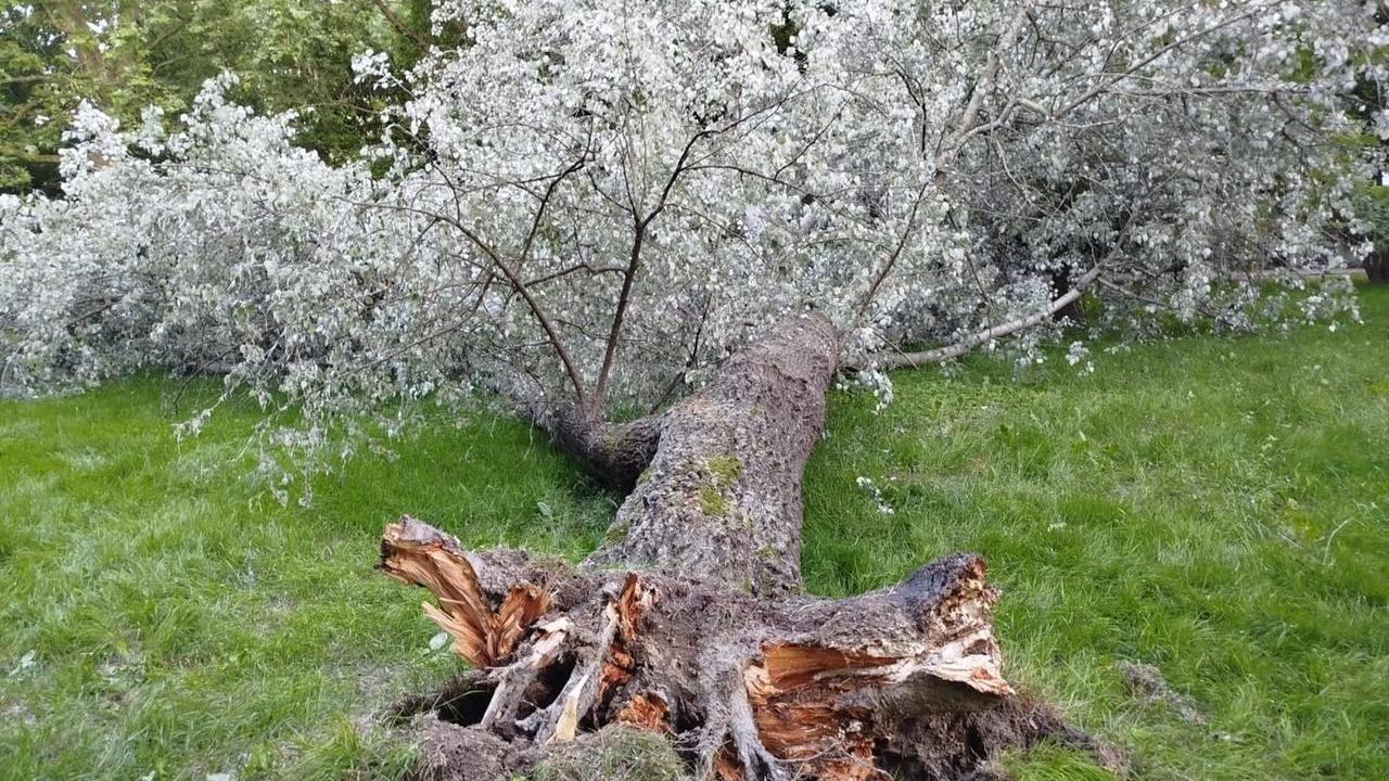 Il pioppo caduto al parco Amendola