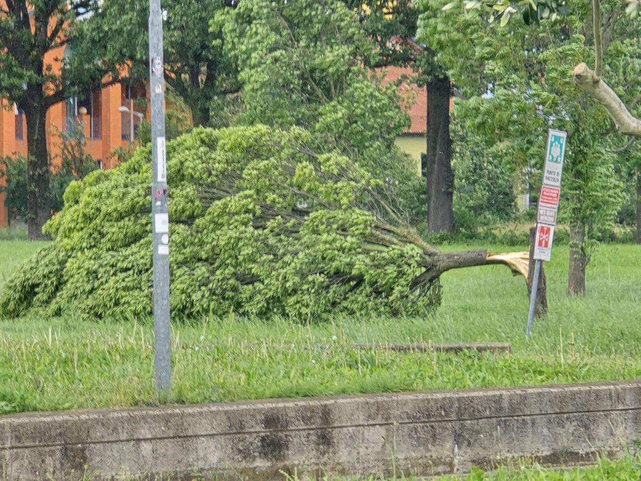 Vento forte: decine di interventi dei vigili del fuoco per alberi abbattuti