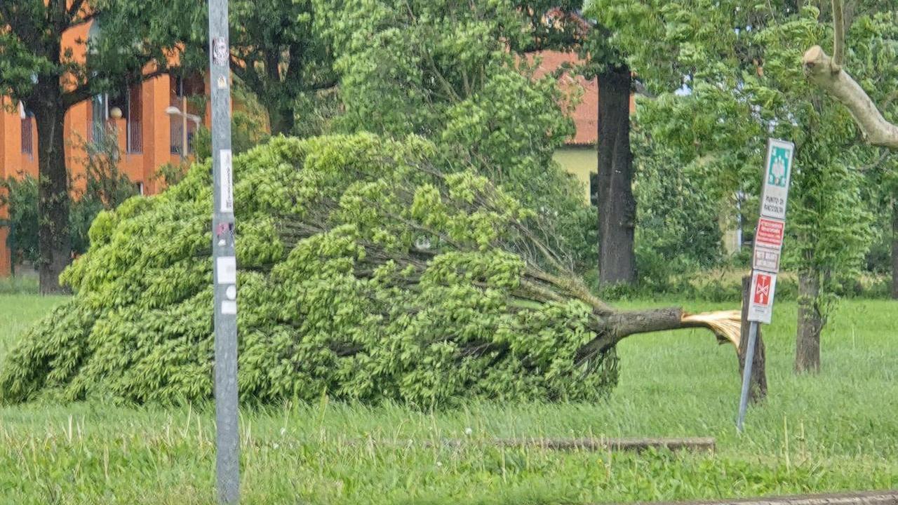 Vento forte: decine di interventi dei vigili del fuoco per alberi abbattuti