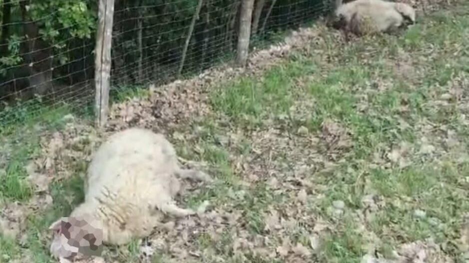 Torna l’incubo lupi a Verica: sbranate otto pecore al pascolo