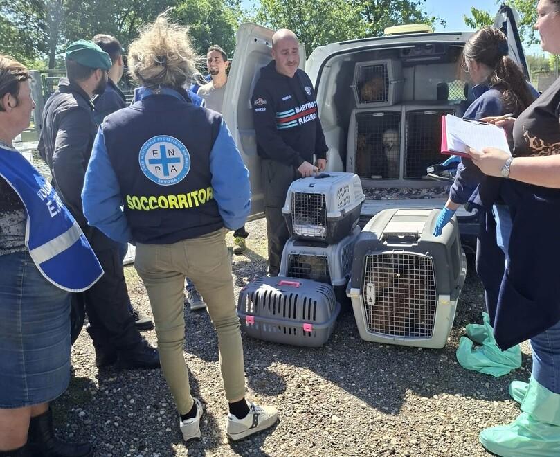 La carica dei 101 barboncini sequestrati a Castefranco: il Tribunale ne ordina il ritorno a casa ma molti sono già stati adottati