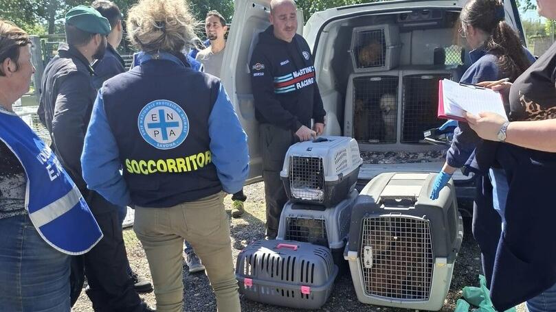Una foto diffusa dalla Guardia di finanza dopo il sequestro di barboncini avvenuto in un allevamento a Orentano nel Comune di Castelfranco