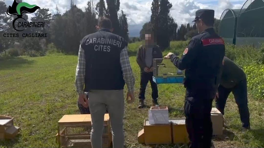 Maxi operazione antibracconaggio: denunciate 15 persone, rischiano fino a 8 anni di carcere – VIDEO