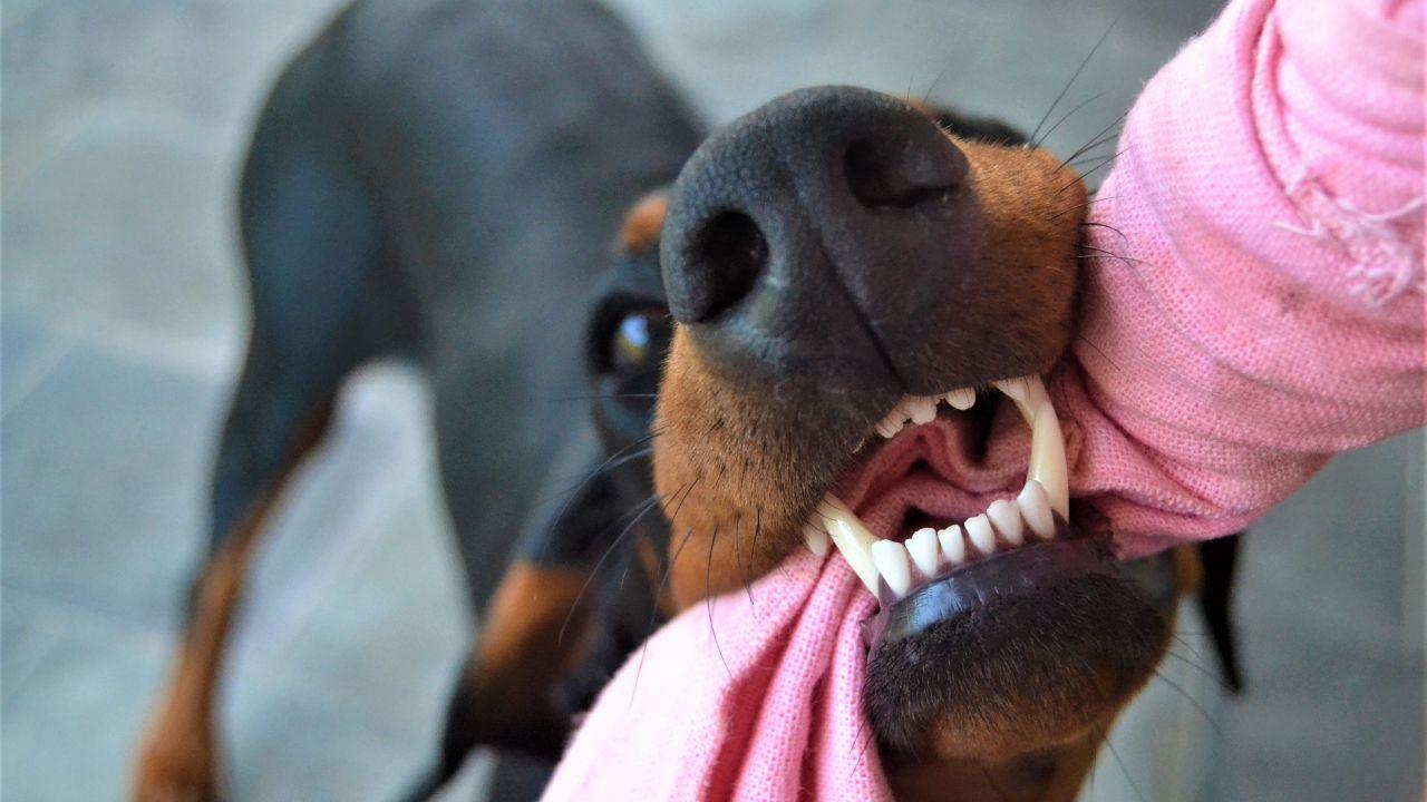 Cane morde un bambino di 11 anni per strada: il padrone “lancia” 20 euro e se ne va