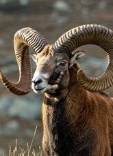 Garfagnana, mufloni stendono un escursionista: Regione condannata a risarcirlo<br>
