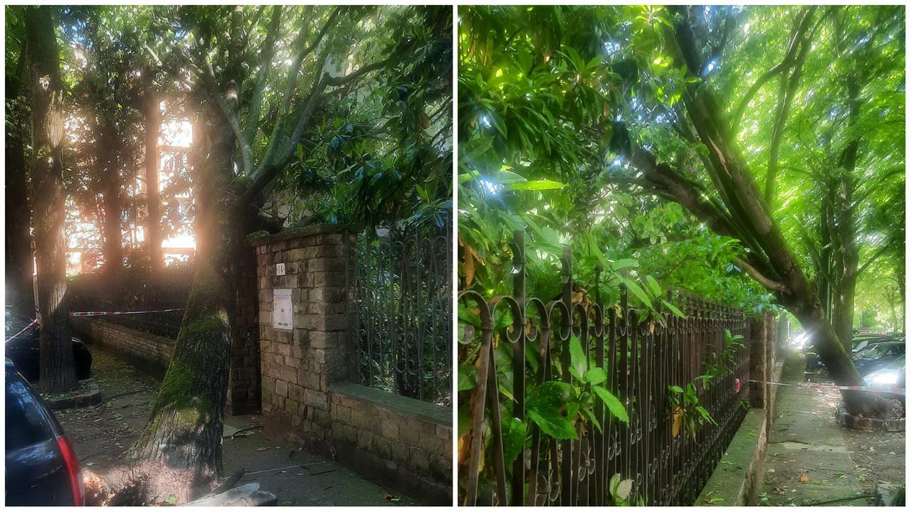 L'albero caduto in via Sabbatini