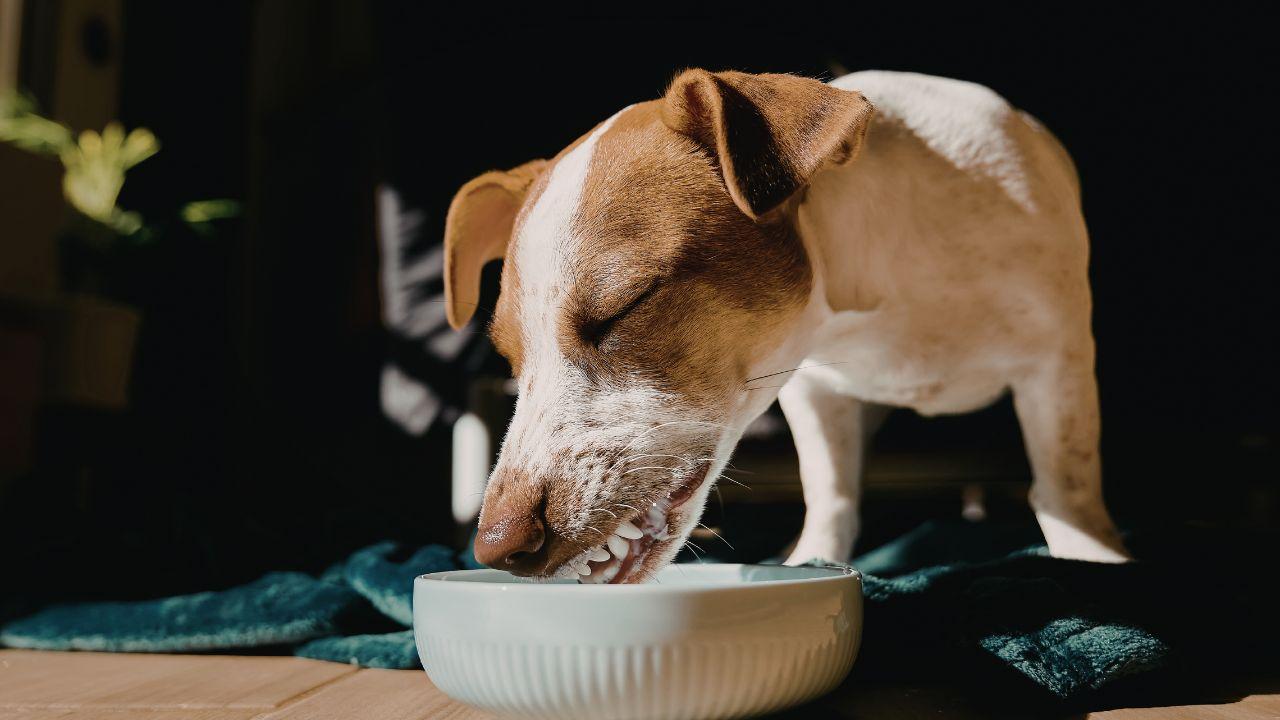 
	Ritirato cibo per cani

