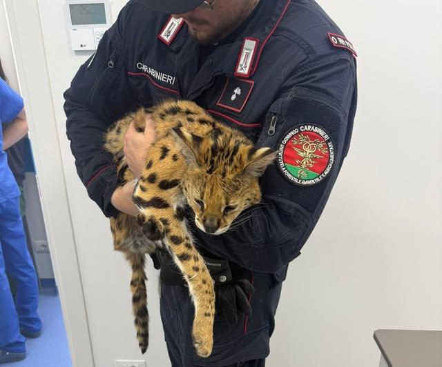 Il cucciolo di gattopardo in giro per il quartiere e ritrovato nel parco: il proprietario rischia fino a 150mila euro di multa