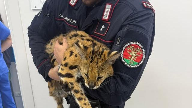 Il cucciolo di gattopardo in giro per il quartiere e ritrovato nel parco: il proprietario rischia fino a 150mila euro di multa