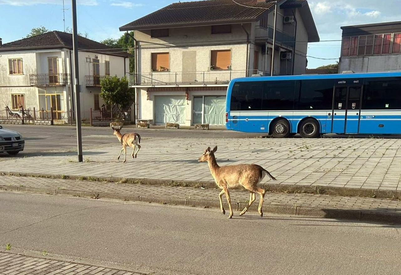 Comacchio, censiti 636 daini nel Parco del Delta: «Crescita verticale»
