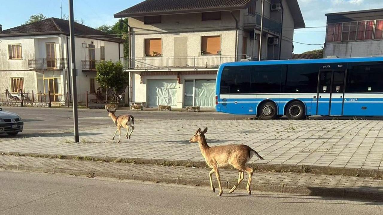 Comacchio, censiti 636 daini nel Parco del Delta: «Crescita verticale»