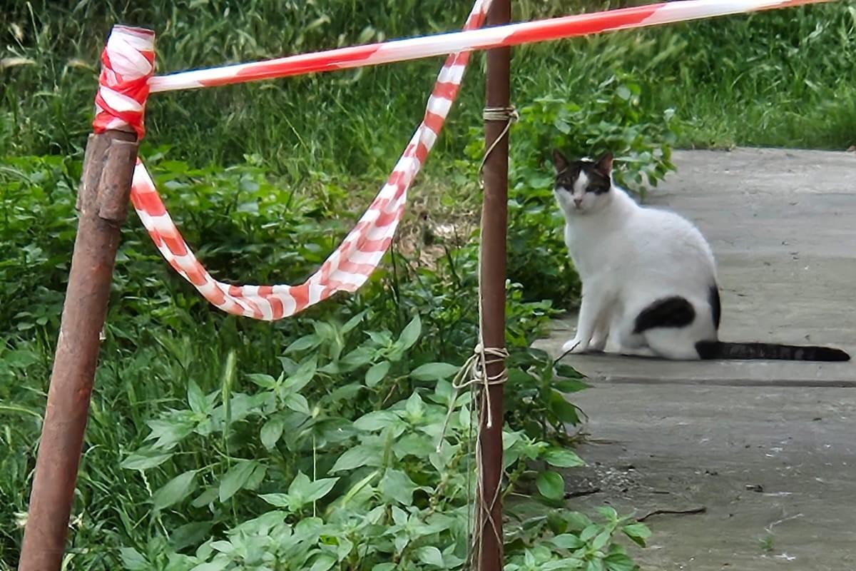 Porto Garibaldi, lotta al degrado per i gatti: Zannini fonda un comitato