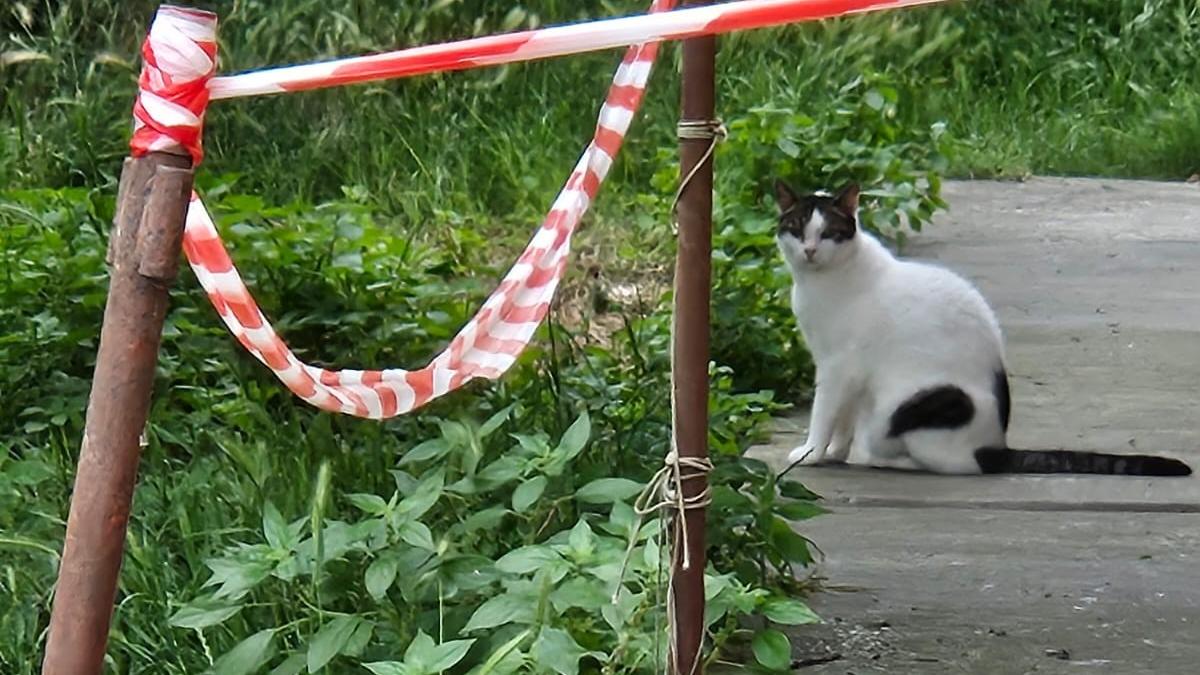 Porto Garibaldi, lotta al degrado per i gatti: Zannini fonda un comitato