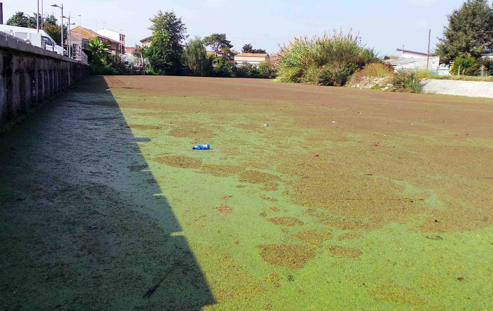 Il Po trasformato in prato verde 
