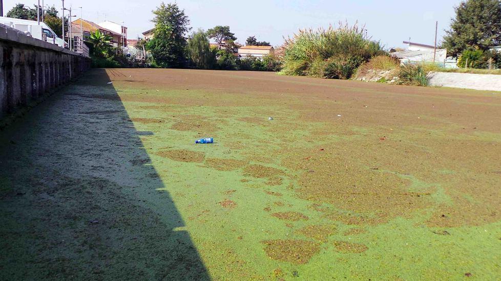 Il Po trasformato in prato verde