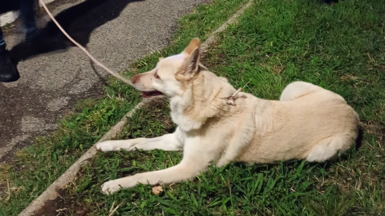 
	Il cane dopo il salvataggio da parte dei ragazzi

