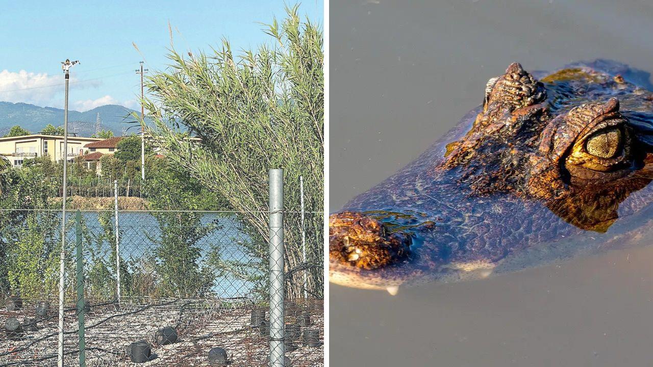 Pistoia, allarme coccodrillo in un laghetto: c’è una prova – L’indagine e la strategia per “scovarlo”