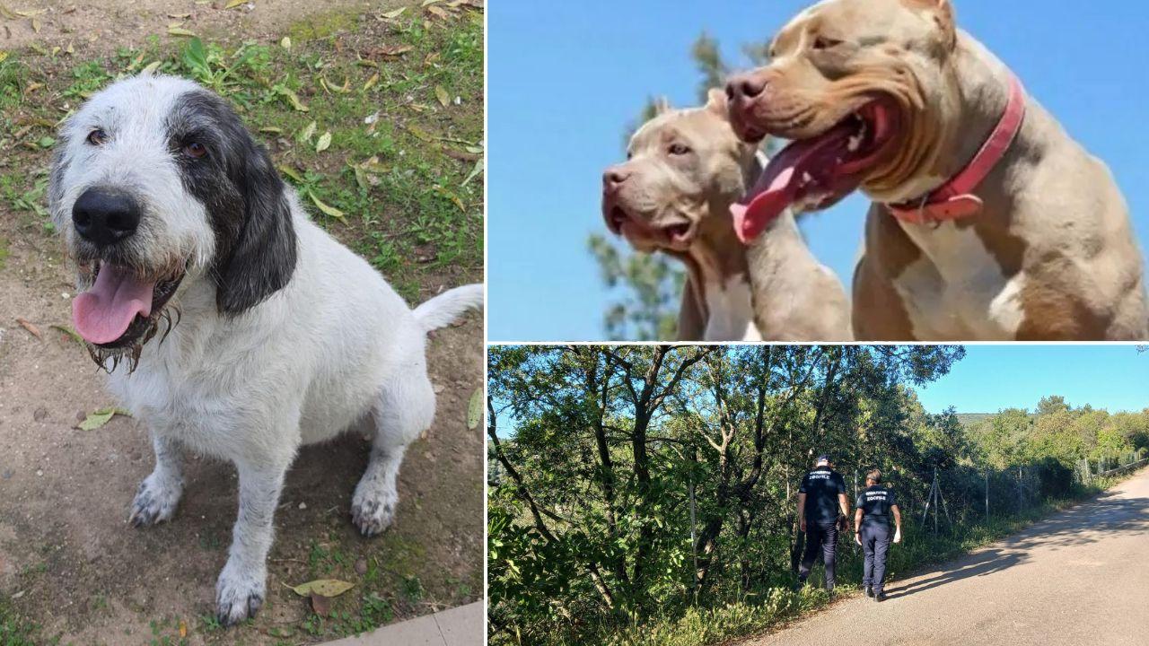 Sassari, azzannarono e uccisero il cane Ciop: due pitbull portati via al padrone e trasferiti in canile
